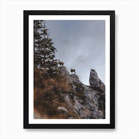 Bighorn Sheep Views Art Print