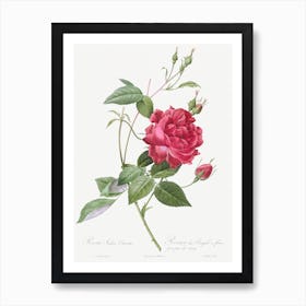 Blood Red Bengal Rose, Rosa Indica Cruneta From Les Roses, Pierre Joseph Redouté Art Print