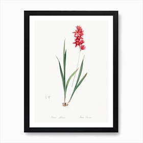 Ixia Patens, Pierre Joseph Redoute Art Print