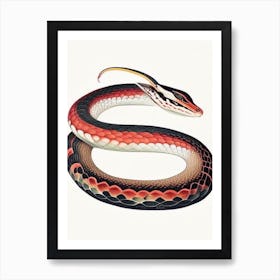 Coral Snake 1 Vintage Art Print