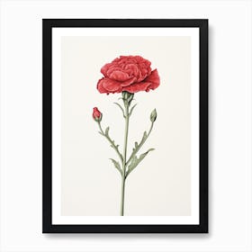 Carnations Flower Vintage Botanical 1 Art Print