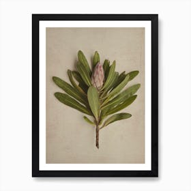 Fynbos 2 Art Print