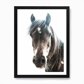 Horse Art Print