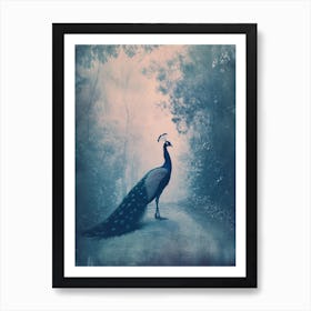 Vintage Peacock On A Path Cyanotype Inspired 4 Art Print