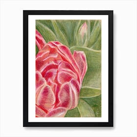 Pink Tulip Art Print