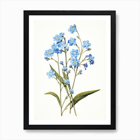 Forget Me Nots Flower Vintage Botanical 1 Art Print