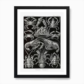 Vintage Crustacean Art Print