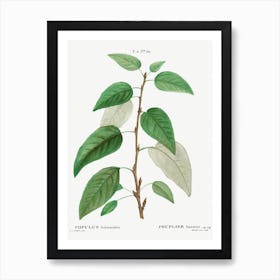 Balsam Poplar, Pierre Joseph Redoute Art Print