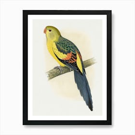 Parrot 14 Art Print