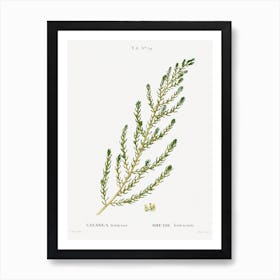 Shrubby Seabligh, Pierre Joseph Redoute Art Print