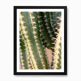 Cacti Details In Marrakech Art Print