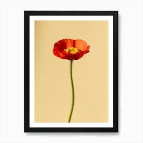 Single Red Poppy Art Print