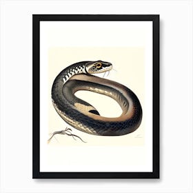 Black Headed Python Snake Vintage Art Print
