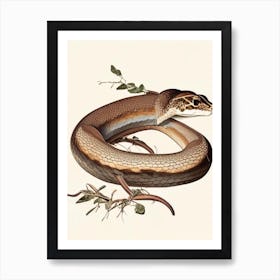 Brown Snake 1 Vintage Art Print