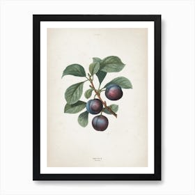 Vintage Redouté 1 Prunus Myrobalana Art Print