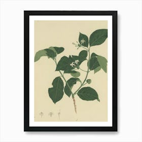 Hibiscus 46 Art Print