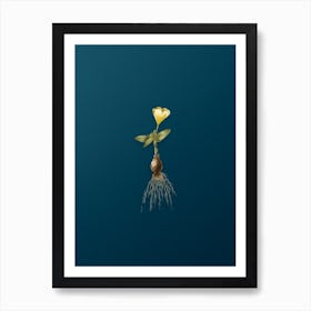 Vintage Cape Tulip a Botanical Art on Teal Blue n.0740 Art Print