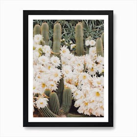 White Cactus Flowers Art Print