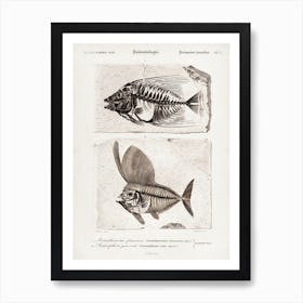 Ray Finned Fish (Acanthonemus) And Semiophorus, Charles Dessalines D' Orbigny Art Print