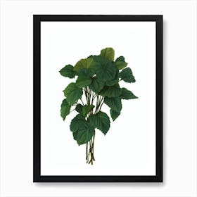 New Guinea Impatiens (Impatiens X Hawkeri Hybrid) Watercolor Art Print