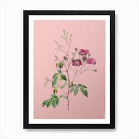 Vintage Pink Noisette Roses Botanical on Soft Pink n.0393 Art Print