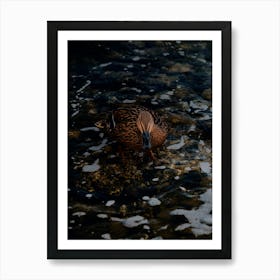 Brown Duck In The Water On The Rocks. Art Print