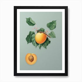 Vintage German Apricot Botanical Art on Mint Green n.0208 Art Print