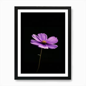 Purple Cosmos Flower Art Print