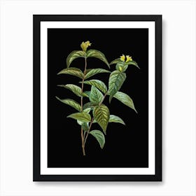 Vintage Northern Bush Honeysuckle Flowers Botanical Illustration on Solid Black n.0742 Art Print