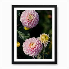 Pink Dahlias Art Print