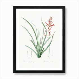 Pitcairnia Angustifolia, Pierre Joseph Redoute Art Print