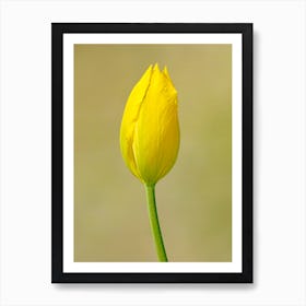 Yellow Tulip 1 Art Print
