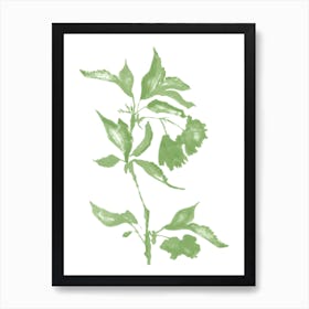 Green Leaf Art Print