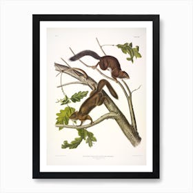 Soft Haired Squirrel, John James Audubon Art Print