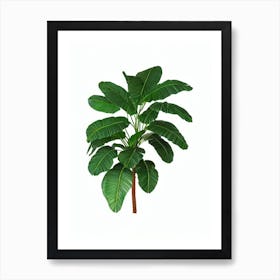 Sago Palm (Cycas Revoluta) Watercolor Art Print