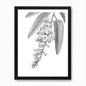 Hardenbergia Art Print