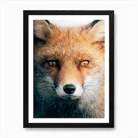 Red fox with a deep look into your soul Art Print