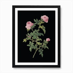 Vintage Rose of the Hedges Botanical Illustration on Solid Black Art Print