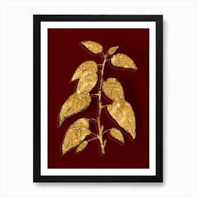 Vintage Balsam Poplar Leaves Botanical in Gold on Red n.0392 Art Print