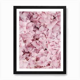 Pink Hydrangea Blossom Art Print