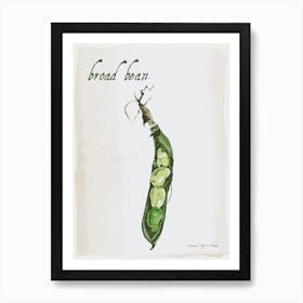 Broad Bean Vintage illustration Print Art Print