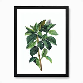 Snow Bush (Breynia Nivosa) Watercolor Art Print