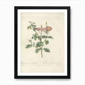 Rose Illustration, Pierre Joseph Redoute, Pierre Joseph Redoute(144) Art Print