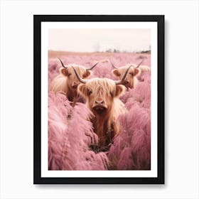 Three Curious Highland Cows In Field Of Pink Grass Art Print