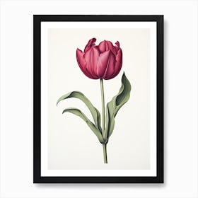 Tulips Flower Vintage Botanical 0 Art Print