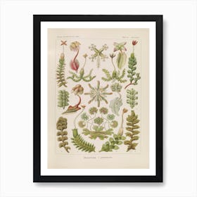 Hepaticae–Lebermoose, Ernst Haeckel Art Print