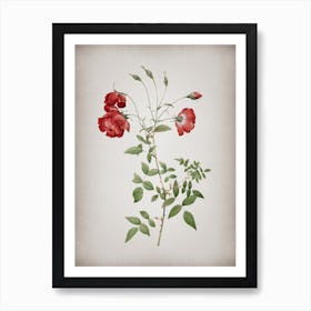Vintage Red Rose Botanical on Parchment n.0782 Art Print