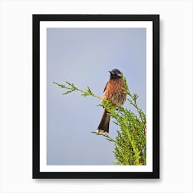 Perched Bird 2 Art Print