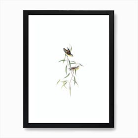 Vintage Allied Pardalote Bird Illustration on Pure White n.0370 Art Print