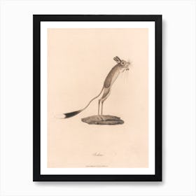 Jerboa, James Heath Art Print